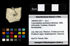 Foto (Objekt + Etiketten) von Cracensigillatus acutirostrus (Moericke, 1889) 